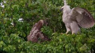 Sloth Vs Young Harpy Eagle  Sloth Fights Back [upl. by Polad109]