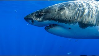 8 Hours  Great White Sharks amp Relaxing Music  4K  Great Escapes [upl. by Annavoj]