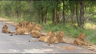 South Africa Krugerpark incl The Big Five [upl. by Tracay254]