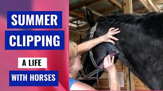 Why Clip A Horse in the Summer Three Pro Tips [upl. by Ulita]