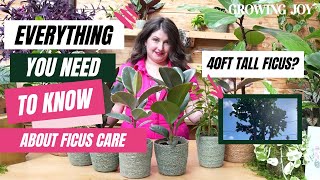 The Ultimate Ficus Care Guide  Ficus 101  Rubber Plant Care Guide [upl. by Kirsteni]