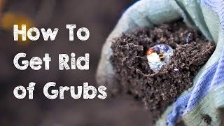 How to Get Rid of Grubs [upl. by Omarr]