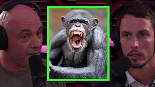 Joe Rogan Talks About Chimp Attacks [upl. by Bohrer622]