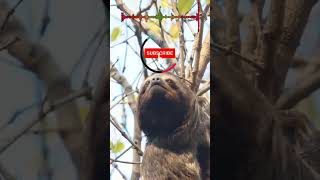 Sloths Climbing Trees The Ultimate Slowmotion Video [upl. by Sukramed389]