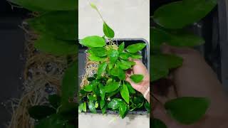 Anubias barteri narrow leaf aquariumfishtankdecor aquaticplants aquaticplants anubias [upl. by Manouch]