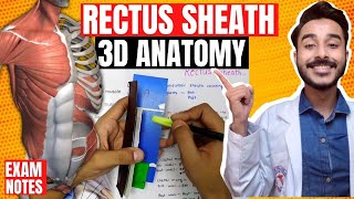 rectus sheath anatomy 3d  anatomy of rectus sheath contents  anterior abdominal wall anatomy [upl. by Seldon]