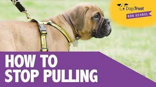 4 Simple Tips To Stop Your Puppy From Pulling On The Lead  Dogs Trust Dog School [upl. by Ettenrahc]