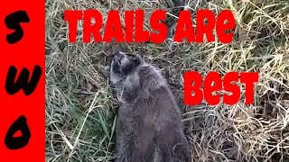 Trapping Raccoons in Trails [upl. by Kinsler376]