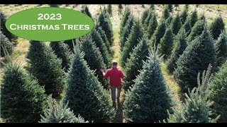 Christmas Trees Available For Cutting  Opening Day November 18th 2023 [upl. by Nydia848]