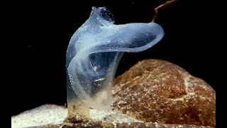 オオグチボヤ Predatory tunicate Megalodicopia hians [upl. by Kast]