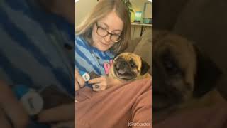 Pug screams while getting nails trimmed [upl. by Harness]