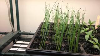 Growing shallots from seed [upl. by Darleen]