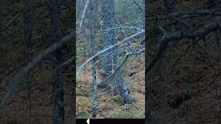 Bobcats in Forest [upl. by Agripina]