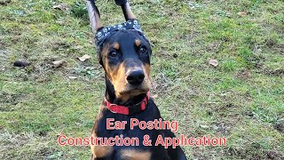 Ear Posting For Cropped Ears Our Method [upl. by Brina]