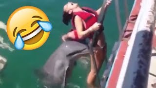 AMAZING DOLPHINS VIDEOS  FUNNY DOLPHINS COMPILATION [upl. by Gerhard]