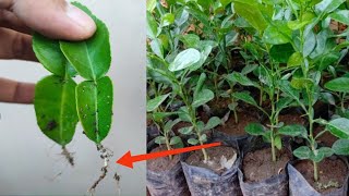 How to propagate Kaffir lime by leaves simple and effective [upl. by Noyr854]