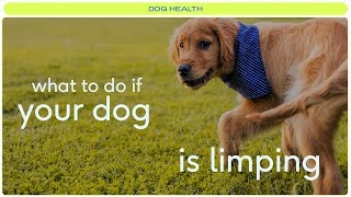 Reasons your dog may be limping and what to do [upl. by Anec]