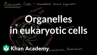 Organelles in eukaryotic cells  The cellular basis of life  High school biology  Khan Academy [upl. by Gosselin955]