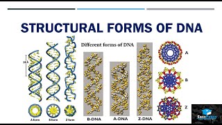 Structural Forms Of DNA [upl. by Sirad]