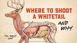 Whitetail Deer Anatomy amp Shot Placement [upl. by Awahsoj]