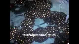 FRESHWATER STINGRAYS  h2oCustomAquaticscom [upl. by Ahsir]