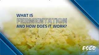 What Is Fermentation and How Does It Work  Successful Fermentation Tips  Esco Lifesciences [upl. by Rebmyt62]