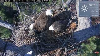 Louis replaces Anna Anna flies away bald eagle Kisatchie National Forest E1 Nest Cam  Canopy cam [upl. by Neala]