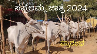 Beginning of Sappalamma cattle fair 2024 [upl. by Selij]