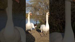 Adorable Friendly Swans Moments in Nature ✨🦢☘️ [upl. by Veno]