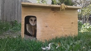 Basic Barn Owl Behavior [upl. by Adolphe]