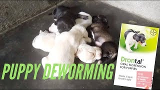 Do it yourself Puppy deworm At Home with Drontal oral suspension  Philippines [upl. by Eldoree]