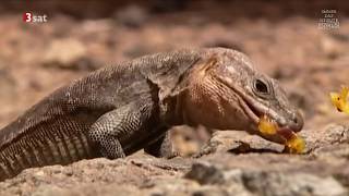 Täuschen und Tarnen  Über Lebenskünstler der Natur Doku HD [upl. by Oriane610]