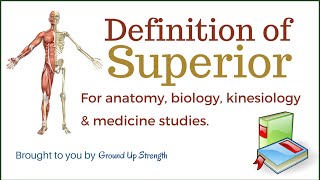 Superior Definition Anatomy Kinesiology Medicine [upl. by Burne]