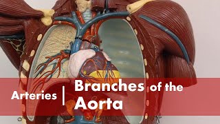 Branches of the Aorta [upl. by Kciredes]