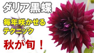 ダリア（切り花品種）の育て方 植え時 株選び 鉢植え [upl. by Verger215]