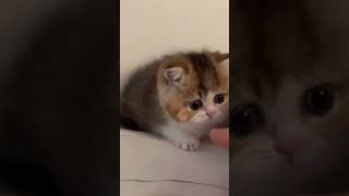 GATTINO DIVERTENTE CHE Gioca Risate in 30 Secondi shorts cat kitten cute pets funny [upl. by Oetsira]