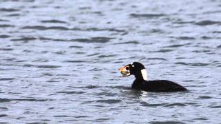 A Surf Scoter Eats a Clam [upl. by Wilscam181]