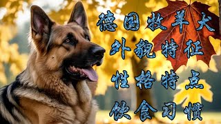 德國牧羊犬的起源，如何選擇德國牧羊犬的外貌，德國牧羊犬的性格特點，德國牧羊犬的飲食習慣，德國牧羊犬的生活習性，如果你想養一隻德國牧羊犬，那麼這篇文章一定要看。 [upl. by Ezar]