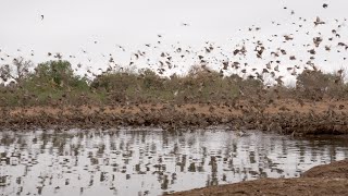 Huge flocks of Red billed Quelea make an impressive sound [upl. by Folly]