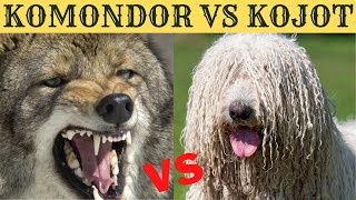 KOMONDOR vs KOJOT  valahol Arizonában USA [upl. by Moth635]