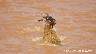 The Great Migration and Crocodiles Hunting Wildebeest [upl. by Adnar]