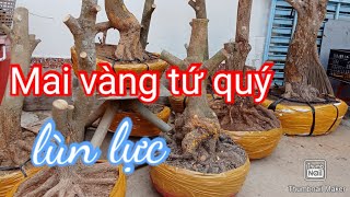 glmai vàng tứ quýđt09177345072132024 [upl. by Baumbaugh]