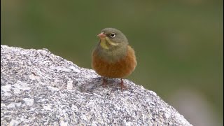 Ortolan Bunting and its Song [upl. by Karla]