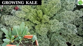 Growing amp Harvesting Kale  A Complete Guide To Grow The Best Kale In Your Garden [upl. by Rengia]