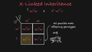 Single Inheritance in Java  Program Implementation  In Hindi [upl. by Whale470]