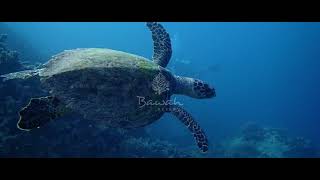 30 Second Escapes  Scuba Diving at Bawah Reserve [upl. by Irtimed]