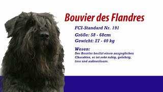 Meister PETz TV  Bouvier Des Flandres [upl. by Japheth]