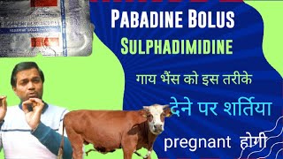 Pabadine Bolus use in animal Sulphadimidine Bolus use in Veterinary  गाय भैंस pregnant होने की दवा [upl. by Kendyl]