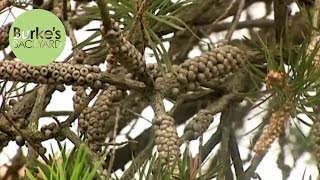 Burkes Backyard Ugly Bottlebrush [upl. by Elleuqram461]