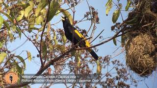 Yellow rumped Cacique Cacicus cela [upl. by Nelluc190]